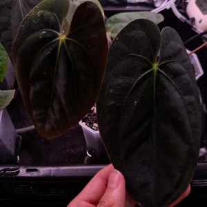 안스리움 구나얄라#1