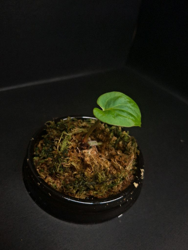 안스리움 구나얄라#1--1