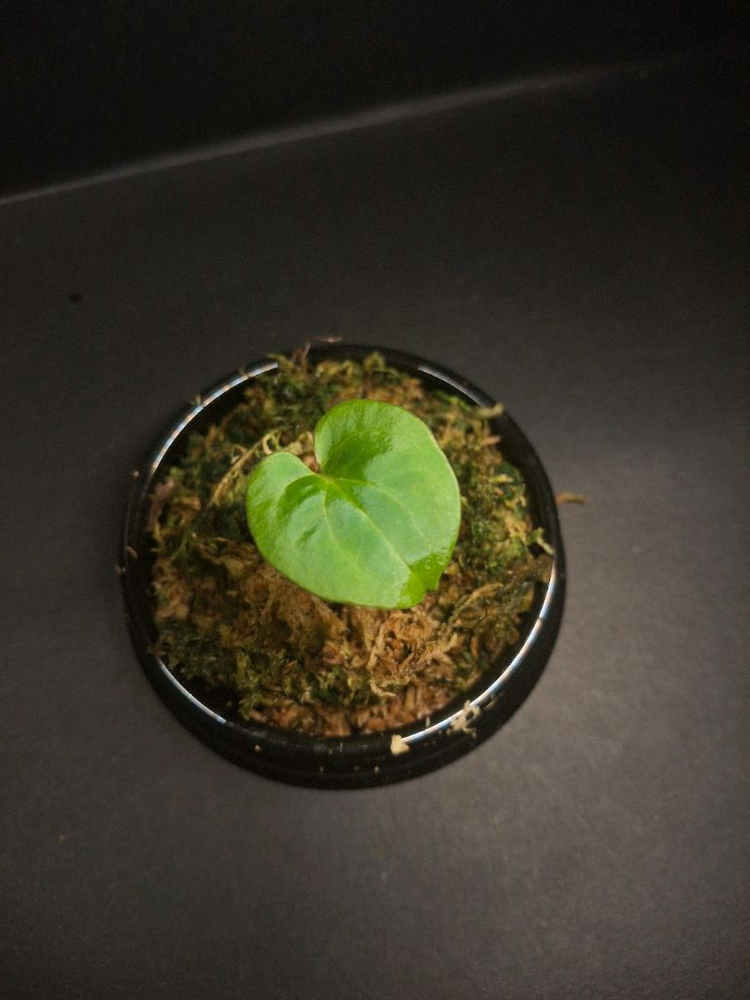 안스리움 구나얄라#1--2