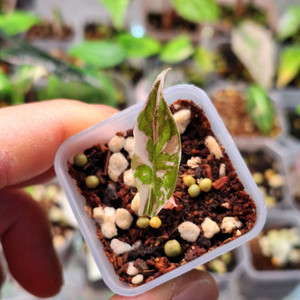 알로카시아 찬트리에 화이트핑크