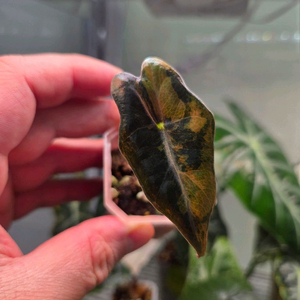 알로카시아 노빌리스 옐로우 바리에가타