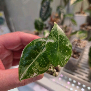 알로카시아 핑크드래곤 화이트 알보