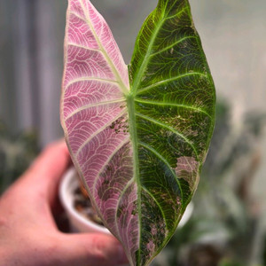 알로카시아 핑크드래곤 화이트 알보