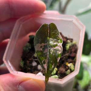 알로카시아 찬트리에 핑크