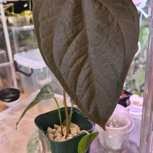 안스리움 퀸오브하츠