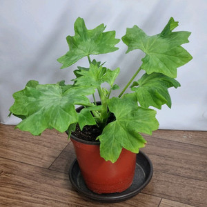 블루퀸즈티아라 제라늄