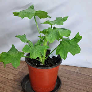 블루퀸즈티아라(2번)제라늄