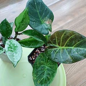 알로카시아 레갈쉴즈,호야실버문SH074