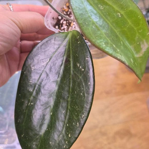 호야 비텔리나 블랙매직