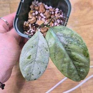 호야코레아세아 실버