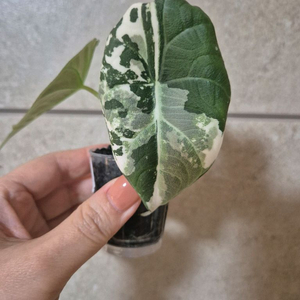 알로카시아 마하라니 알보 바리에가타