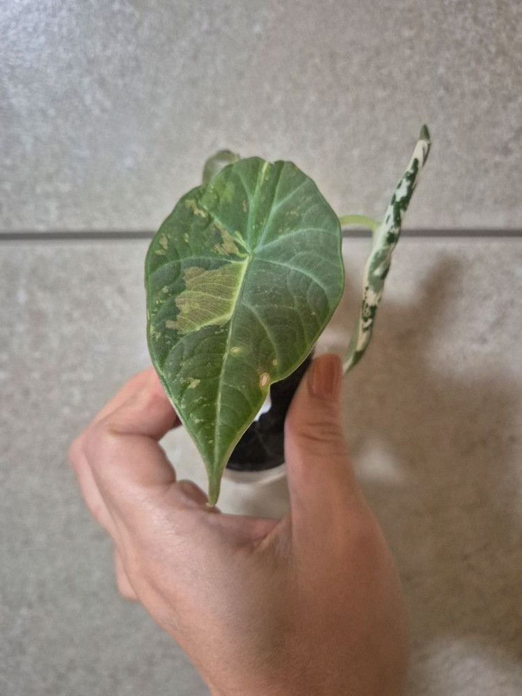 알로카시아 마하라니 알보 바리에가타--1