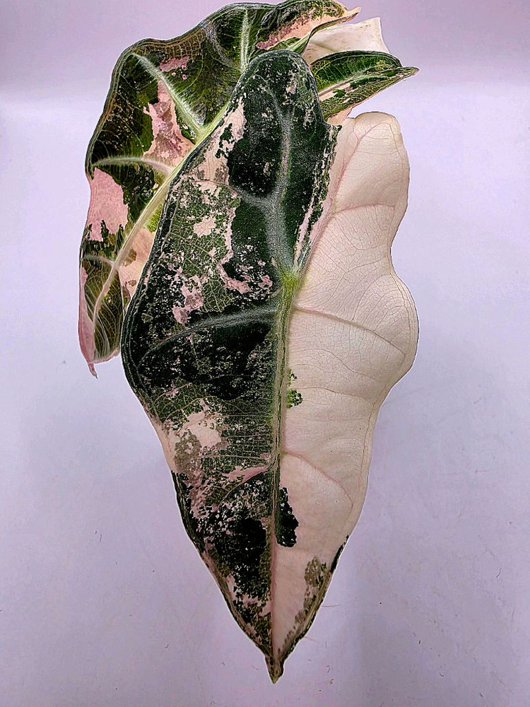 SS급 알로카시아 아마조니카 핑크화이트 분양--1