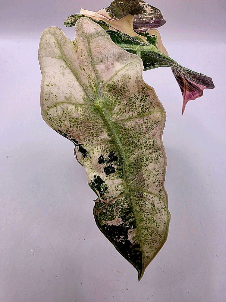 SS급 알로카시아 아마조니카 핑크화이트 분양--2