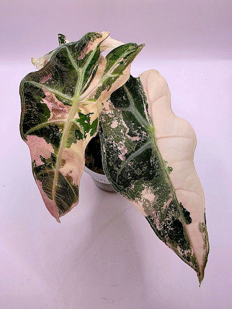 SS급 알로카시아 아마조니카 핑크화이트 분양--3