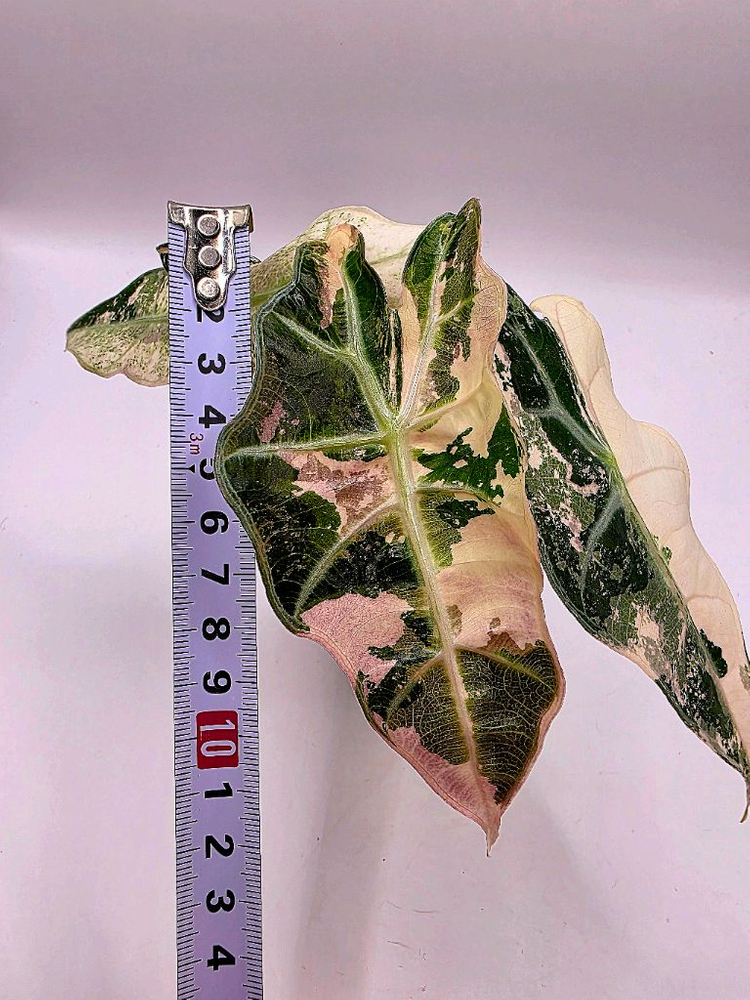 SS급 알로카시아 아마조니카 핑크화이트 분양--4