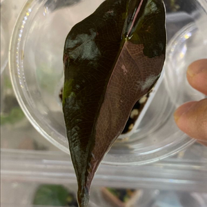 알로카시아 찬트리에 핑크바리에가타(안스,호야x)