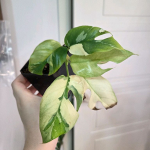 옐로우 히메 몬스테라