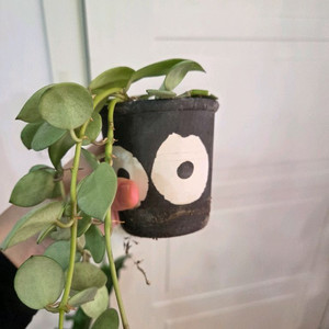 팟팟팟+ 호야 민트코인