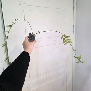 호야 실버달라 와 벨라 알보 마지나타