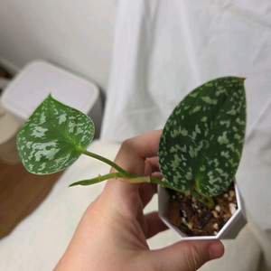 스틴답서스 스네이크 스케일