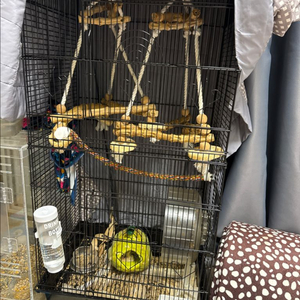 슈가글라이더나 피그미 다람쥐 분양 원합니다