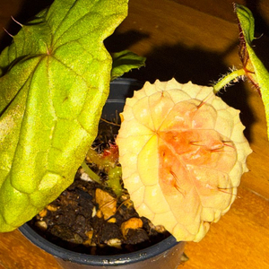 베고니아 스샤니에