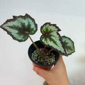 베고니아 릴리안