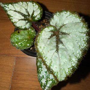 베고니아 실버레이크