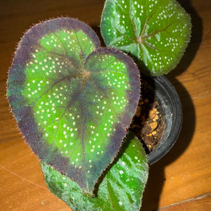 렉스베고니아 블랙나이트