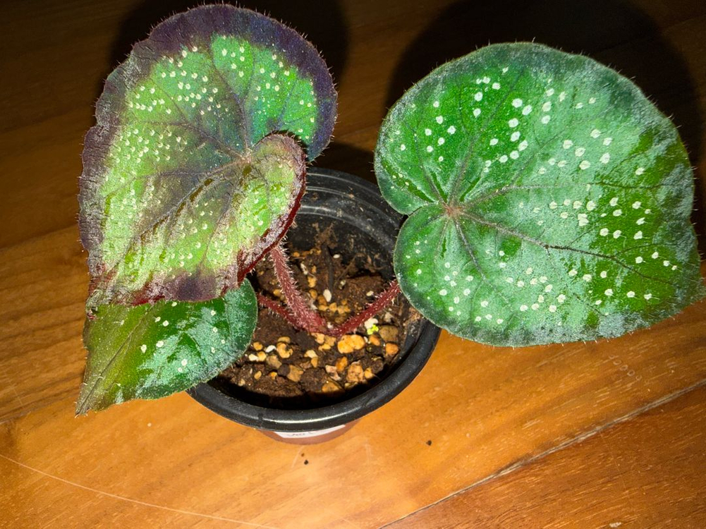 렉스베고니아 블랙나이트--1