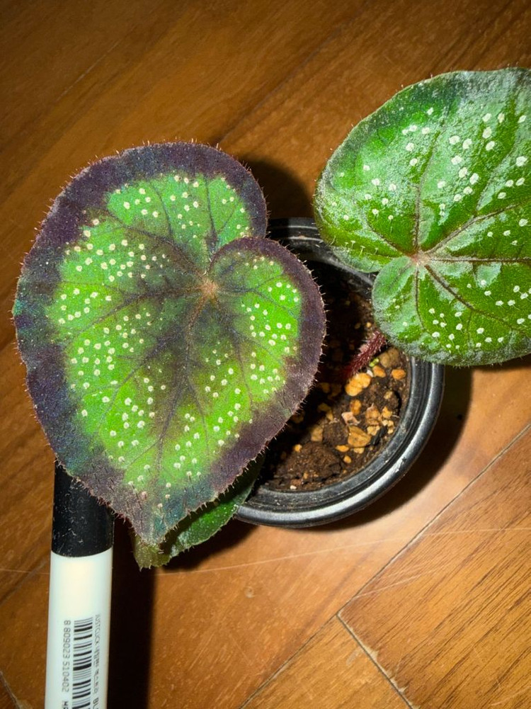 렉스베고니아 블랙나이트--2