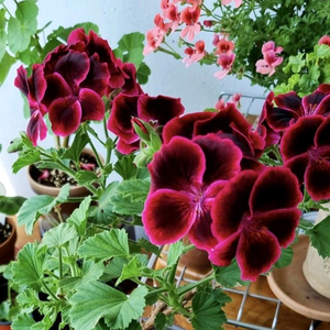 제라늄 비타클레식 라즈베리 대품(분포함)