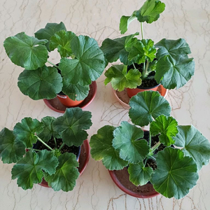 물병자리별외 제라늄3종