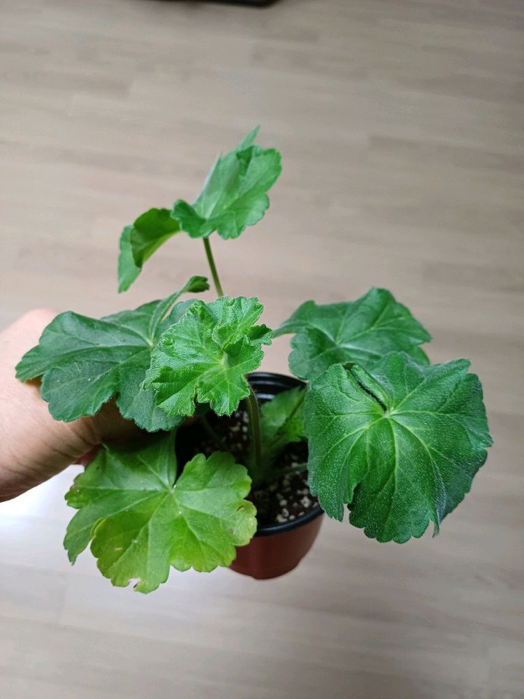 물병자리별외 제라늄3종--1