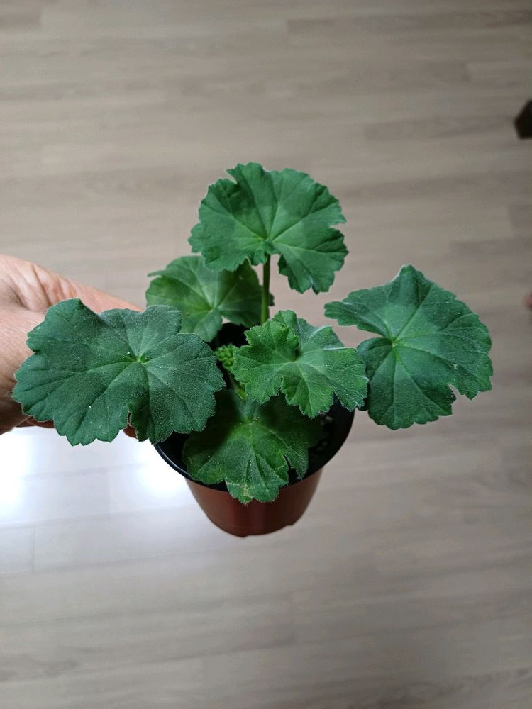 물병자리별외 제라늄3종--2