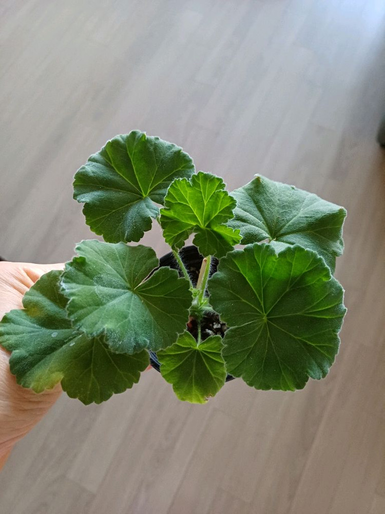 물병자리별외 제라늄3종--3