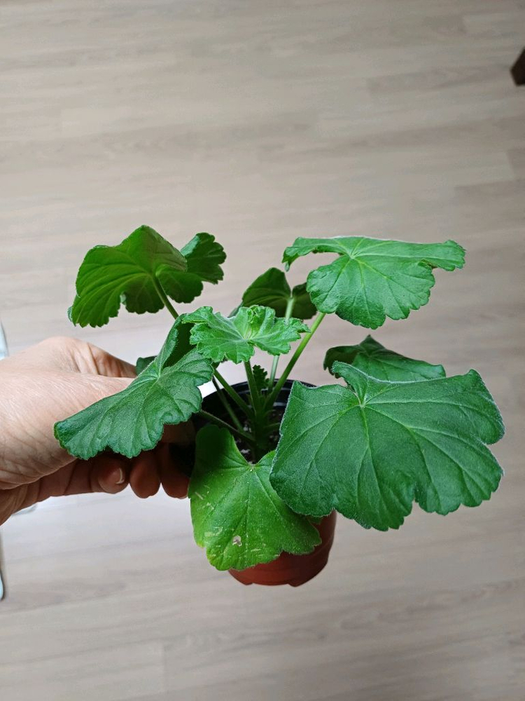 물병자리별외 제라늄3종--4