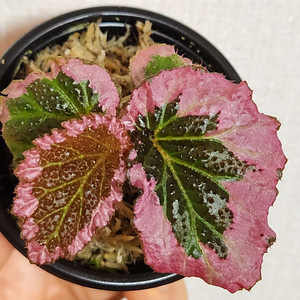 플보빌로사 베고니아