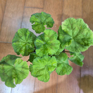 UG볼로그다레이스 러시아제라늄