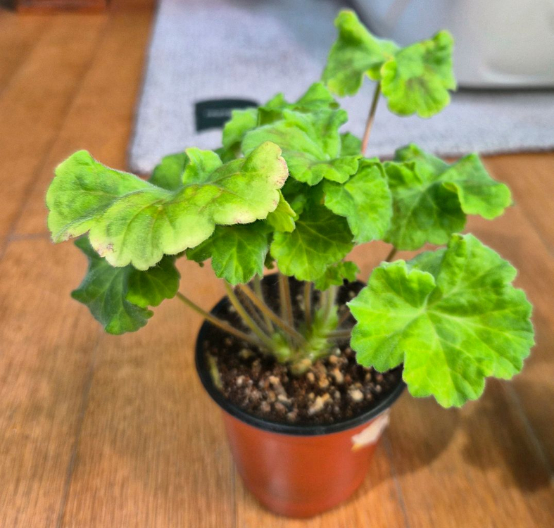 UG볼로그다레이스 러시아제라늄--1