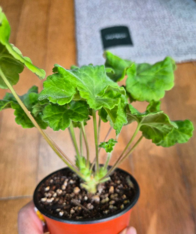 UG볼로그다레이스 러시아제라늄--2