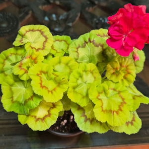 AY패션매직 제라늄