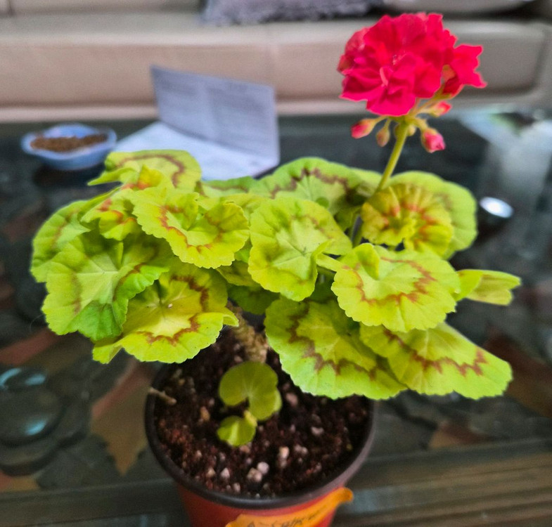 AY패션매직 제라늄--1