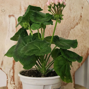 이리다마더스로즈 제라늄