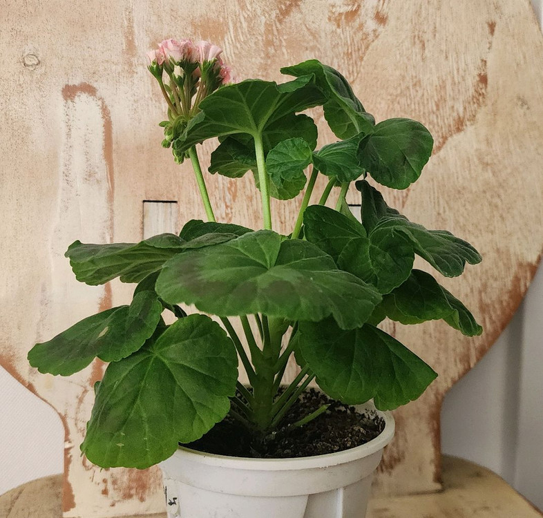 이리다마더스로즈 제라늄--1