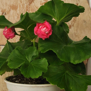 디아즈포르투나 제라늄 대품