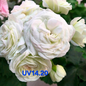 UV14.20러시아제라늄 대품