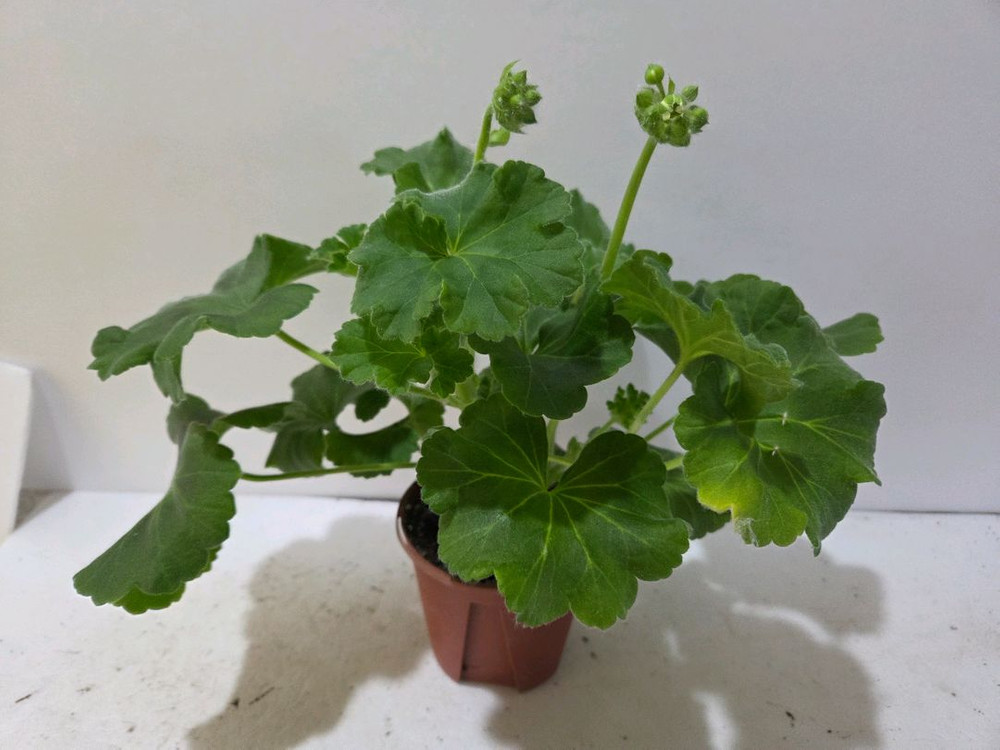 UV14.20러시아제라늄 대품--1