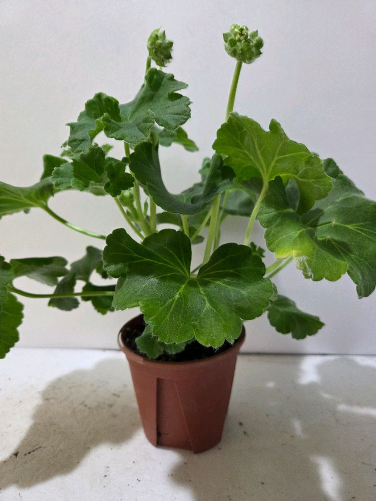 UV14.20러시아제라늄 대품--2